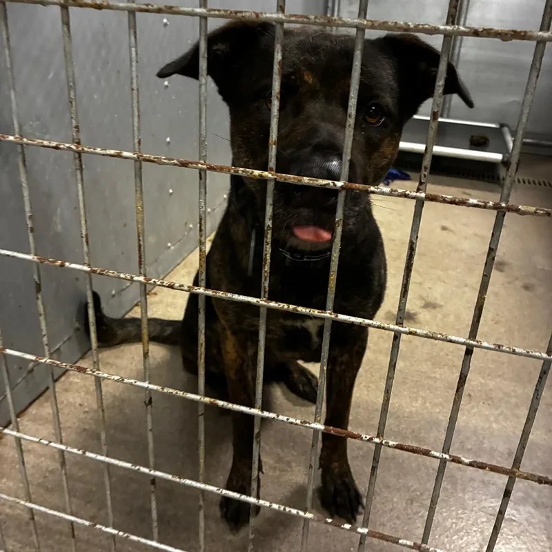 An adult large-sized male Black Mixed Breed dog named Barbecue for adoption in St. Louis, MO