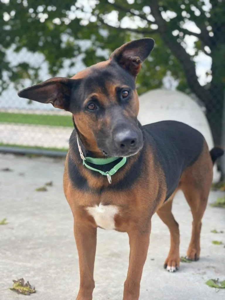 An adult large-sized male Shepherd dog named Buddy for adoption in Viroqua, WI