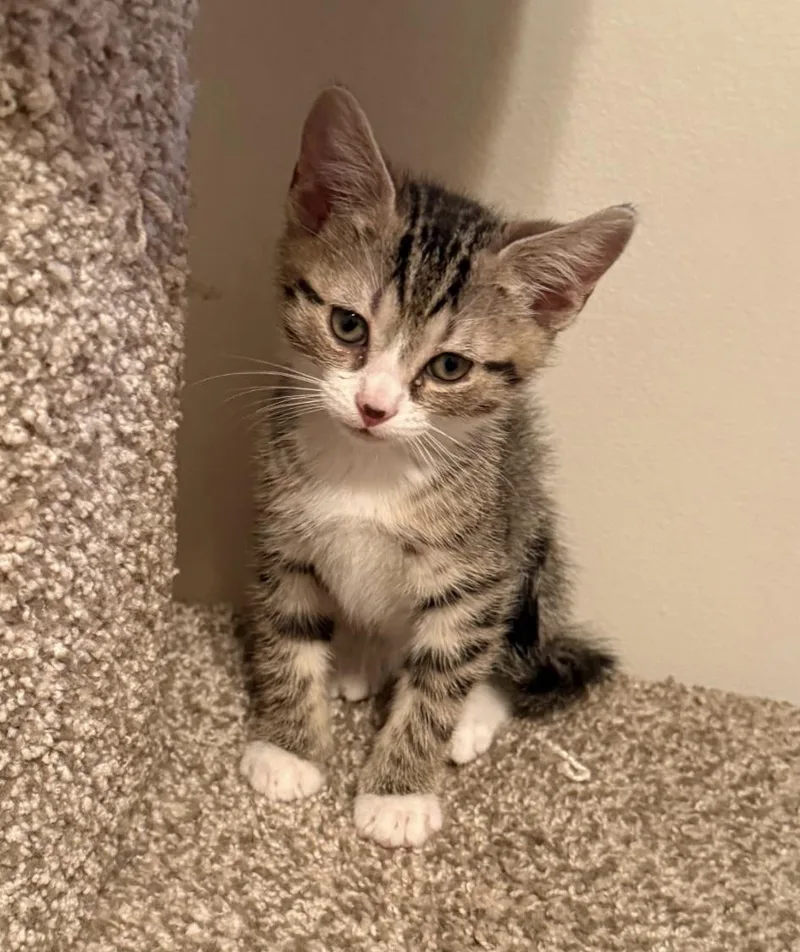 A baby medium-sized female Tabby (Gray / Blue / Silver) Domestic Short Hair cat named Daisy and babies for adoption in Fairfax, VA