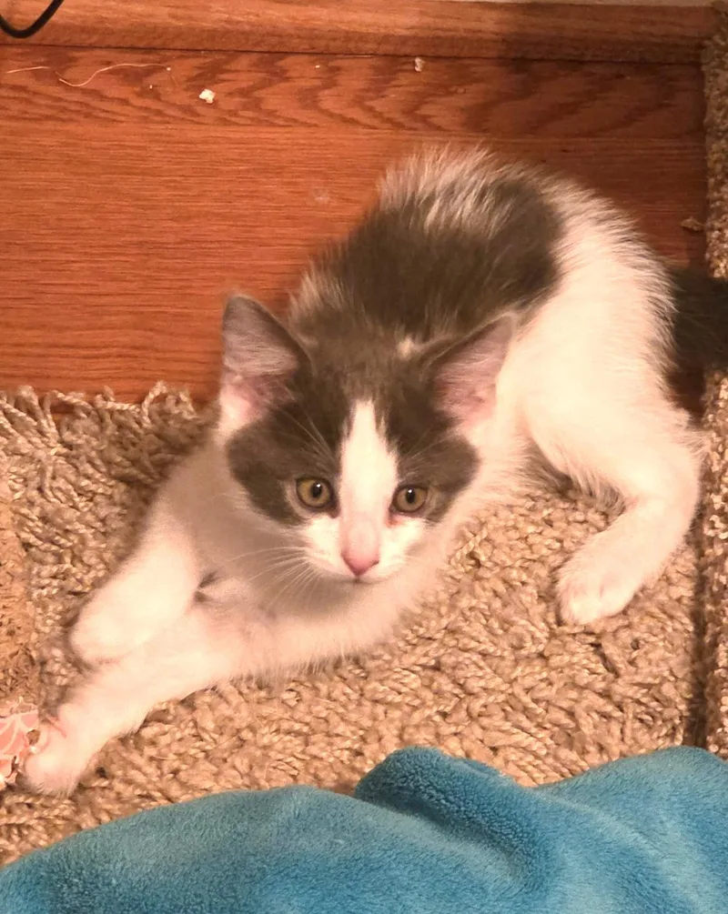 Daisy and babies thumbnail 3