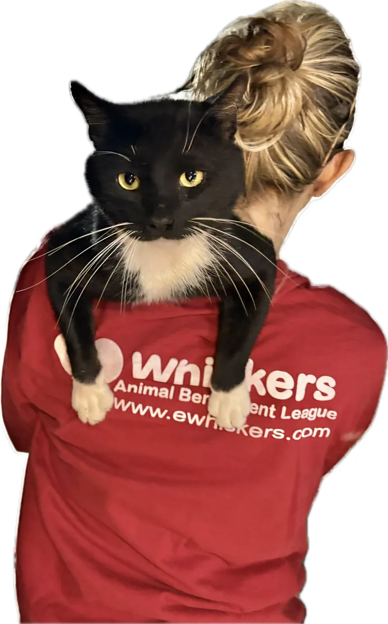A young medium-sized male Black & White / Tuxedo Domestic Short Hair cat named Tuxie for adoption in Albany, NY