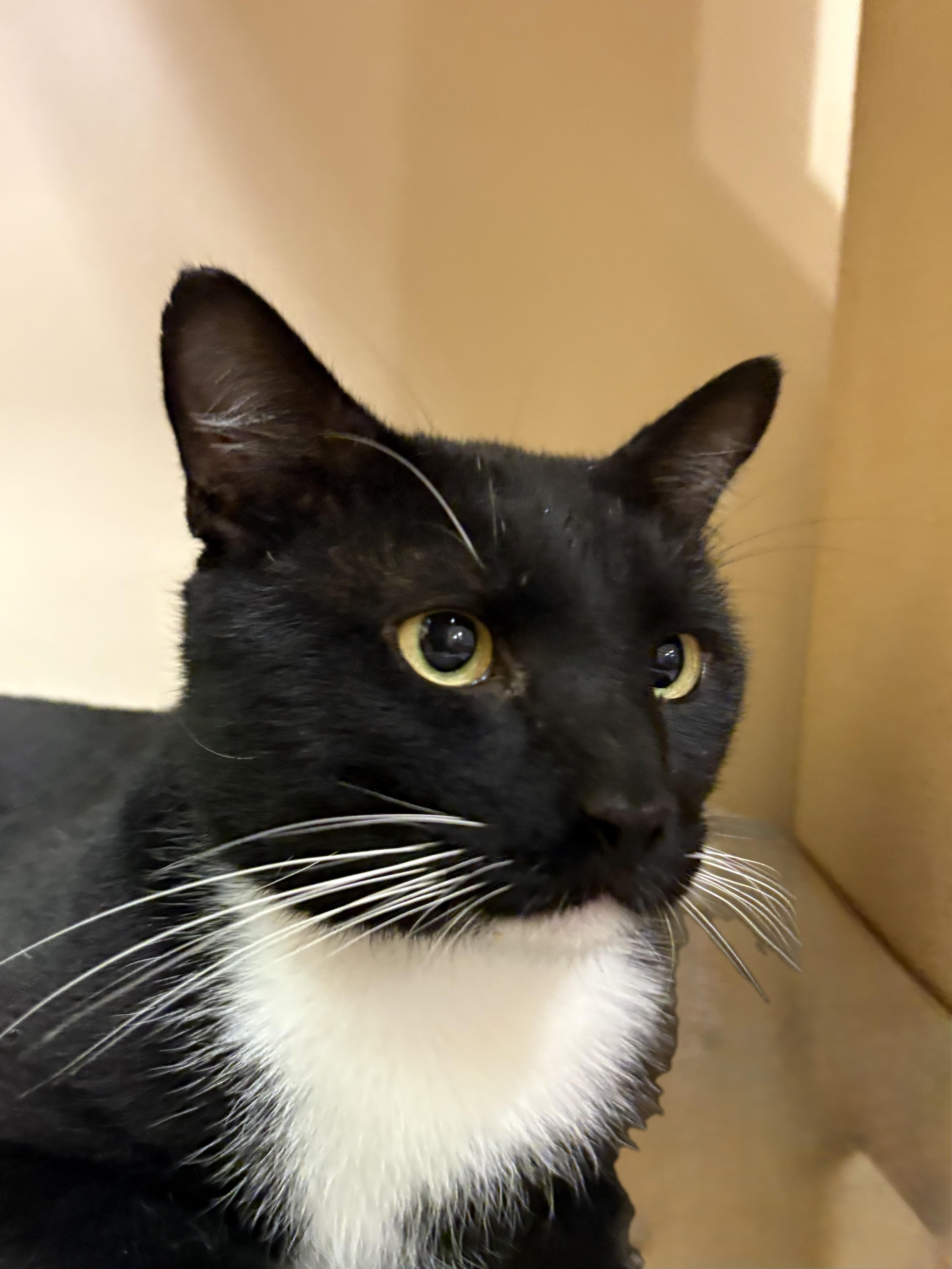 Tuxie thumbnail 2