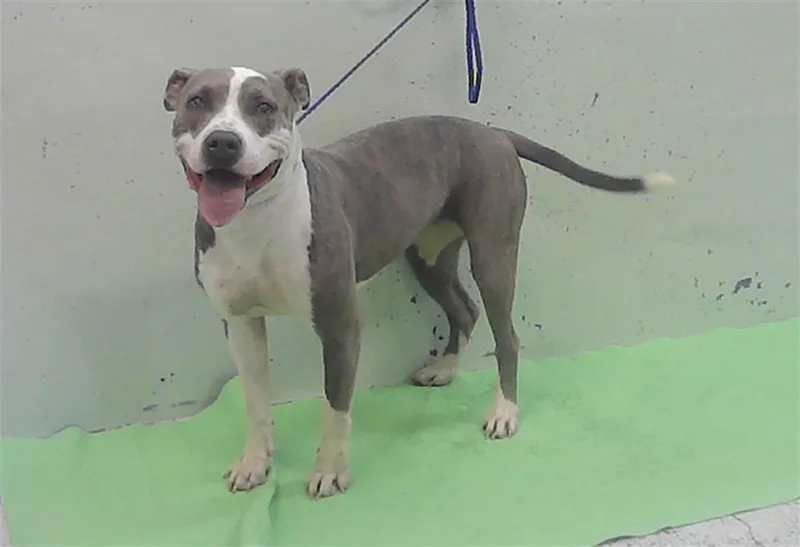 A young medium-sized female Staffordshire Bull Terrier dog named Donna for adoption in Houston, TX