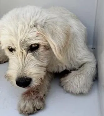 A baby medium-sized female Poodle dog named De'mora for adoption in Houston, TX