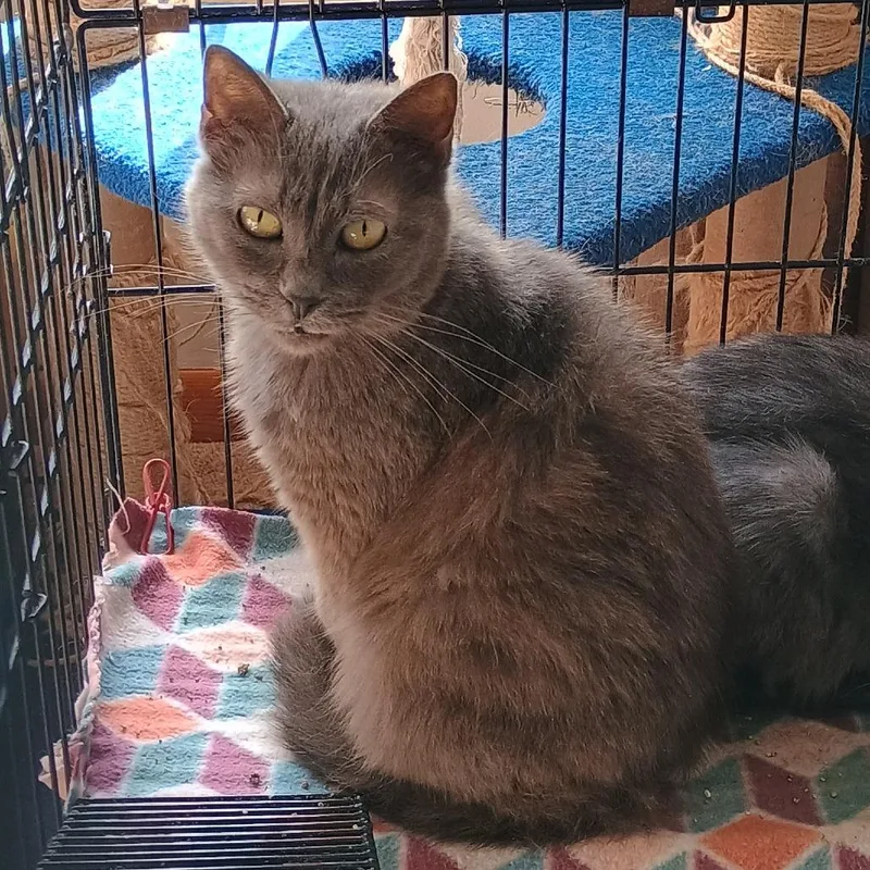 An adult medium-sized female Gray / Blue / Silver Domestic Short Hair cat named Mama for adoption in Irwin, PA