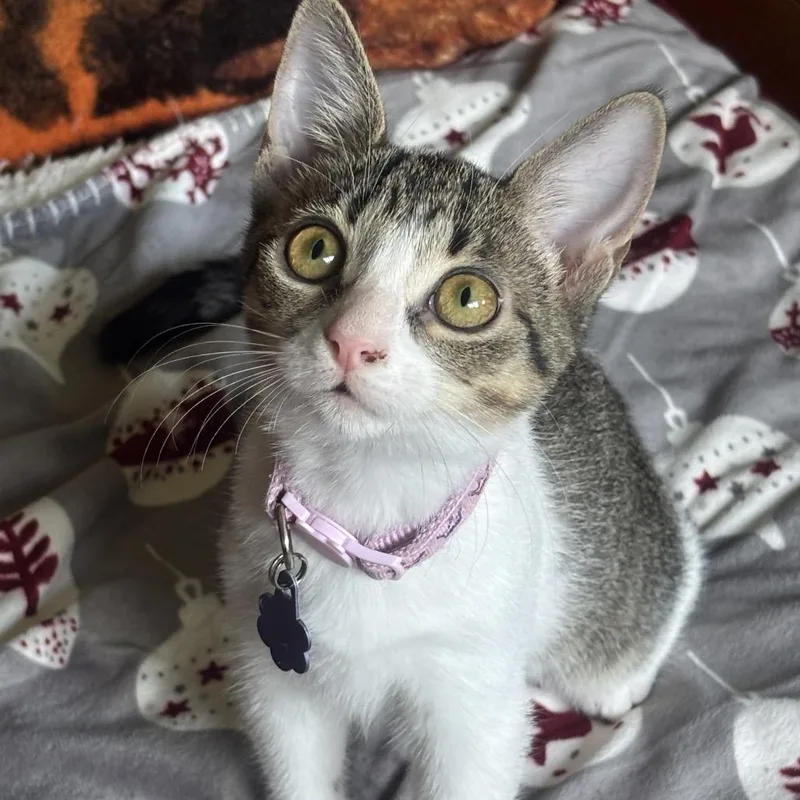 A baby small-sized female Brown / Chocolate Domestic Short Hair cat named Lucy for adoption in Titusville, FL