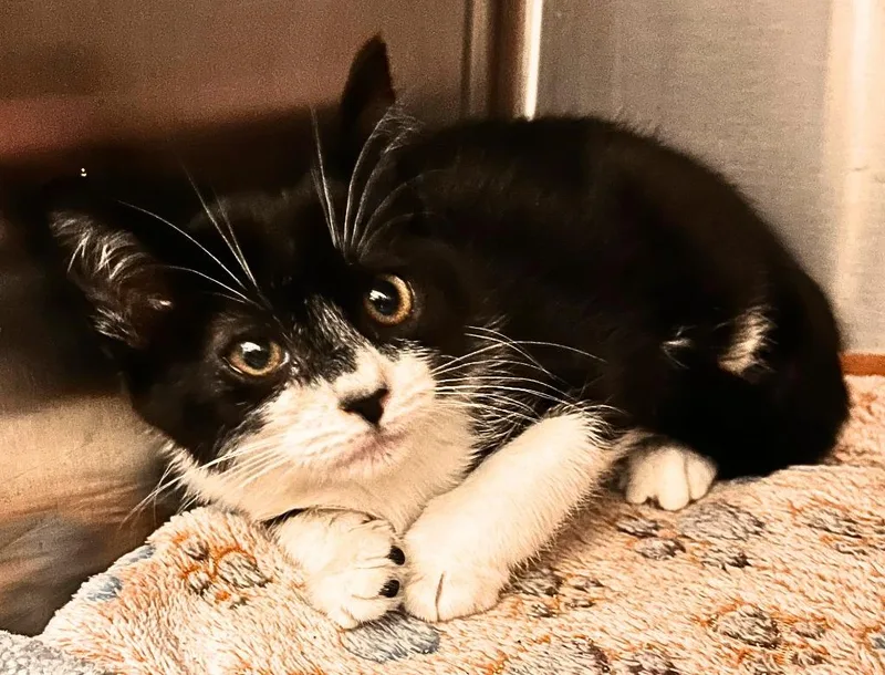 A baby small-sized female Domestic Short Hair cat named Pippy for adoption in Utica, MI