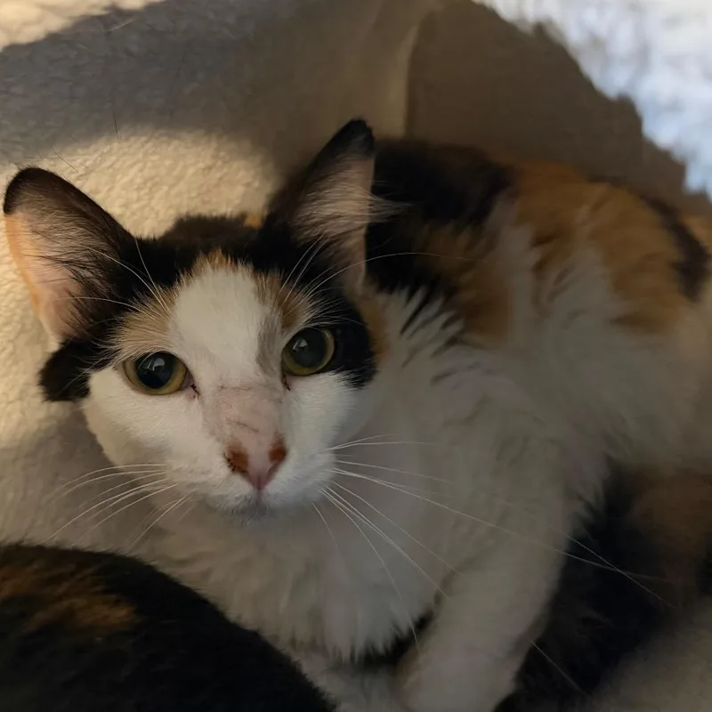 An adult medium-sized female Calico Domestic Medium Hair cat named Hazel for adoption in Chicago, IL