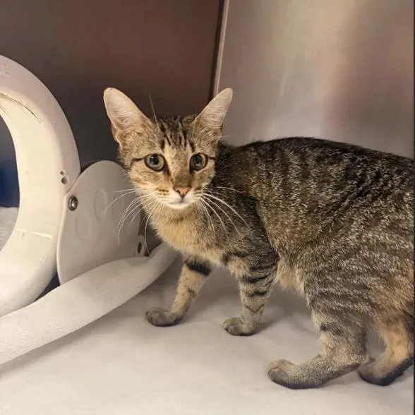 An adult medium-sized female Brown / Chocolate Domestic Short Hair cat named KerenaC for adoption in East Saint Louis, IL