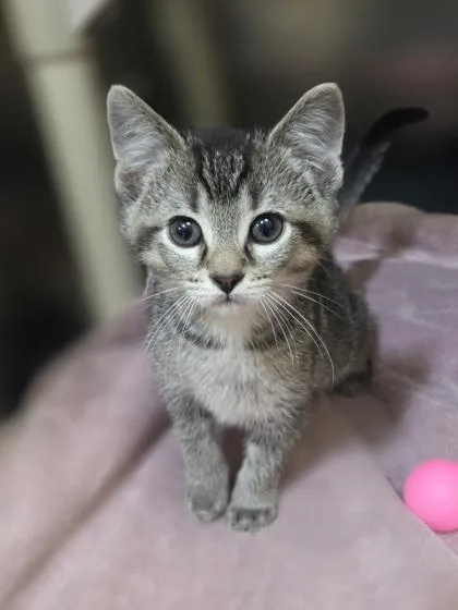 A baby small-sized male Domestic Short Hair cat named Firecracker for adoption in Westland, MI