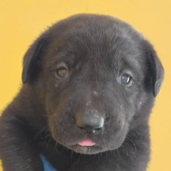 Lucy thumbnail 2
