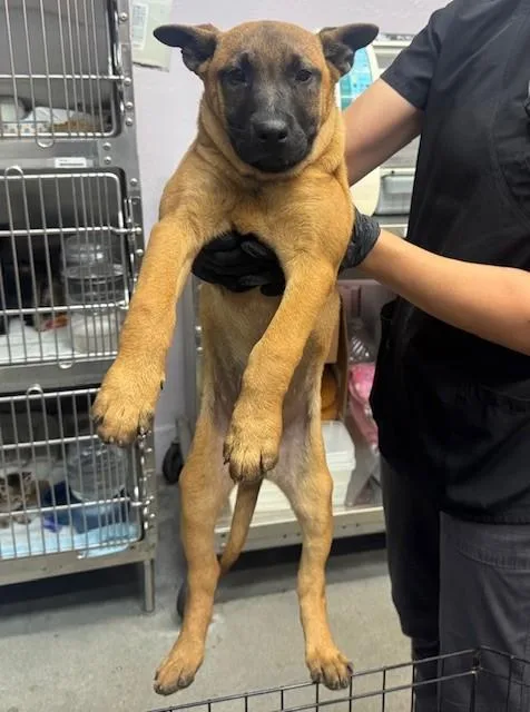 A baby small-sized female Belgian Shepherd / Malinois dog named Jane for adoption in Fairfield, CA