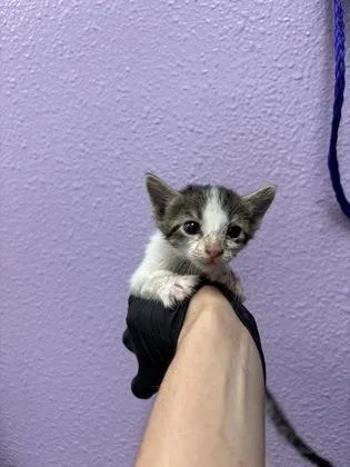 A baby small-sized female Black Domestic Short Hair cat named LoveaLot Bear for adoption in El Paso, TX