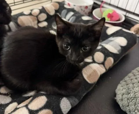 A baby medium-sized female Domestic Short Hair cat named Dory for adoption in Windsor, CT