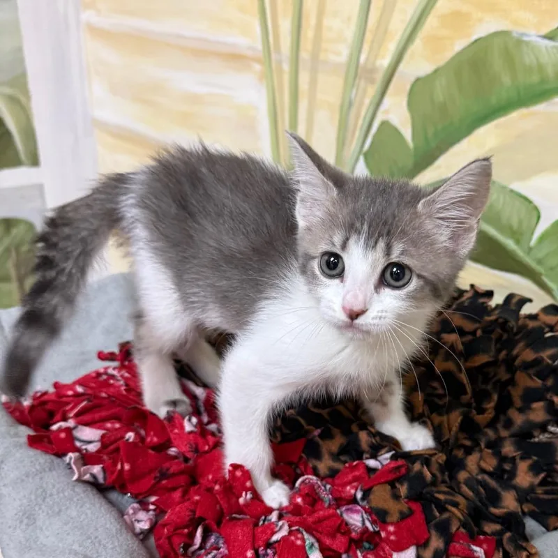 A baby small-sized female Gray / Blue / Silver Domestic Short Hair cat named Lana for adoption in Naples, FL