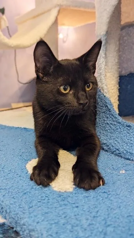 A baby medium-sized male Black Domestic Short Hair cat named Caraxes for adoption in Beaverton, OR