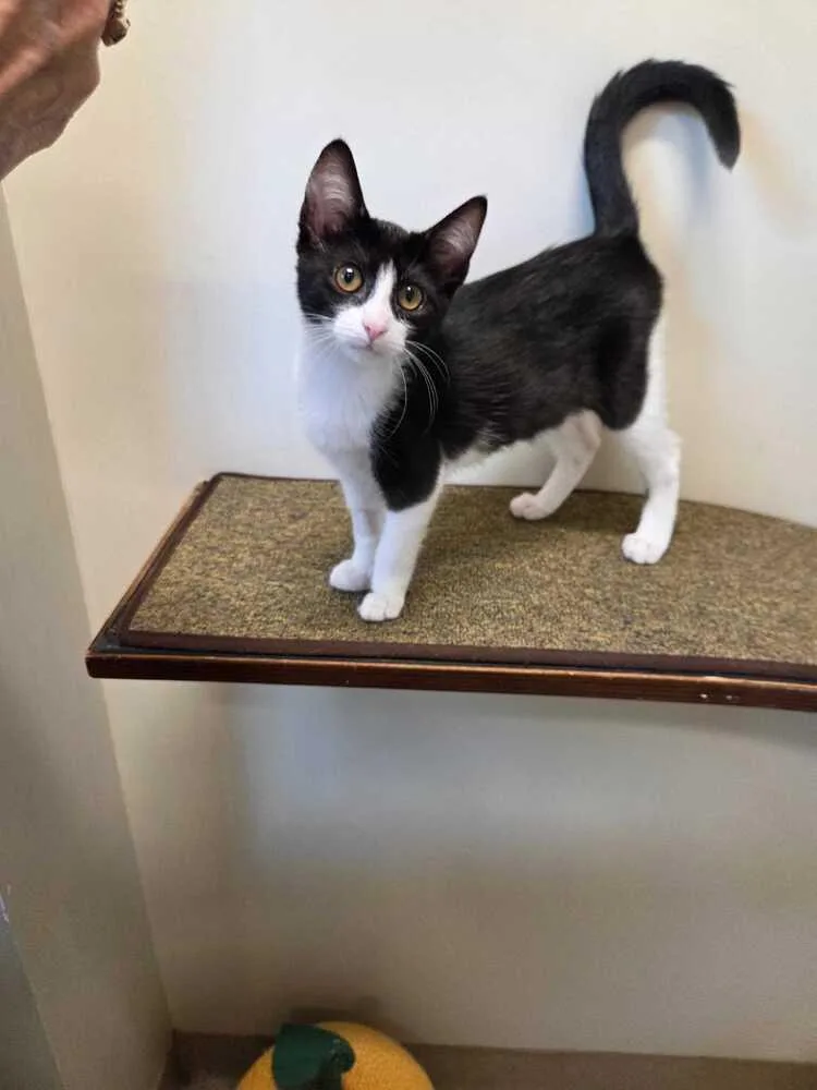 A baby medium-sized female Domestic Short Hair cat named Lala for adoption in Elmsford, NY