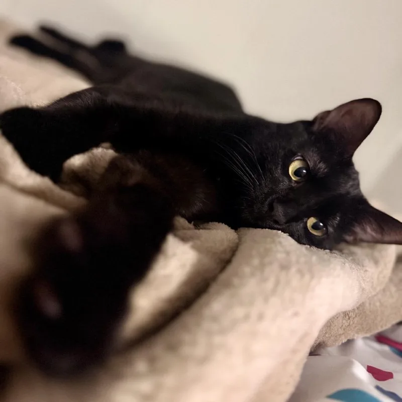 A young small-sized male Black Domestic Medium Hair cat named Marshmallow for adoption in Zimmerman, MN