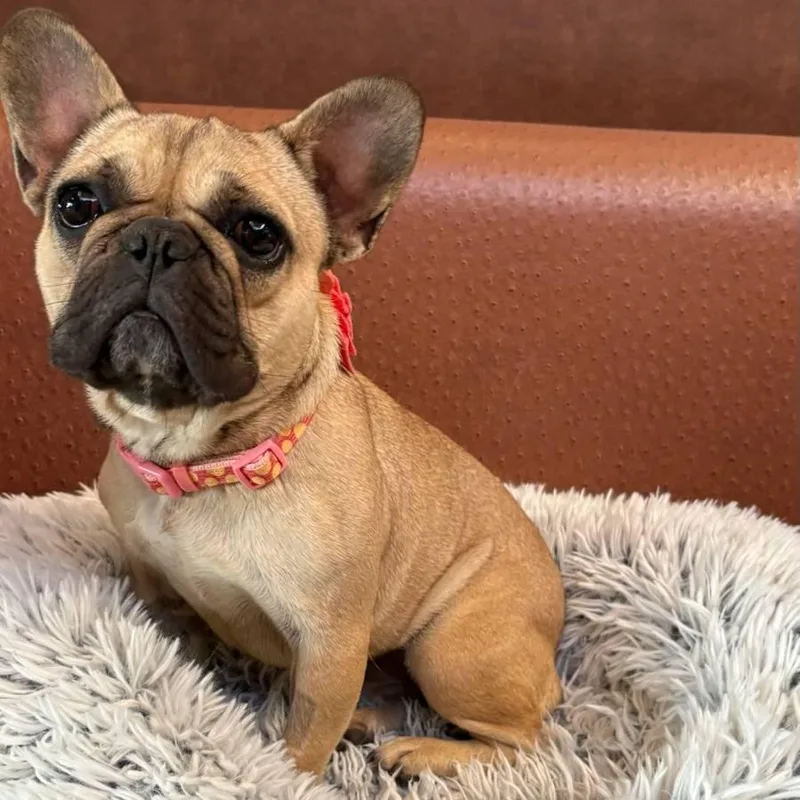 A young small-sized female French Bulldog dog named Midge for adoption