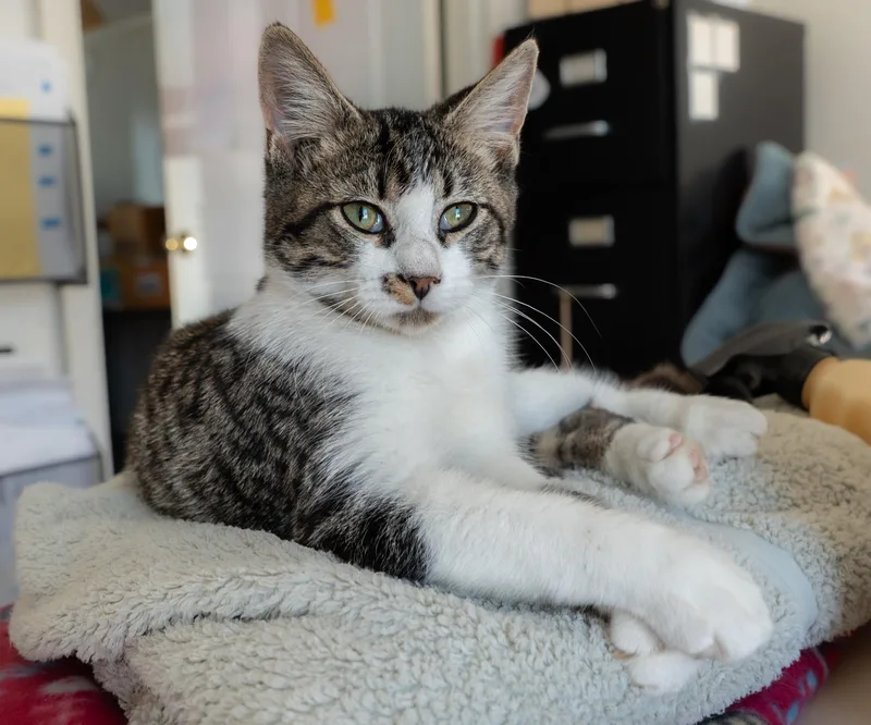 A young medium-sized male Tabby cat named Petey for adoption in Owensboro, KY