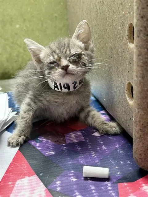 A baby small-sized female Domestic Short Hair cat named Gemini for adoption in Riverside, CA