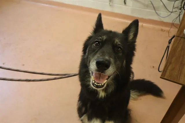 An adult large-sized female Mixed Breed dog named Stella for adoption in Columbia, SC