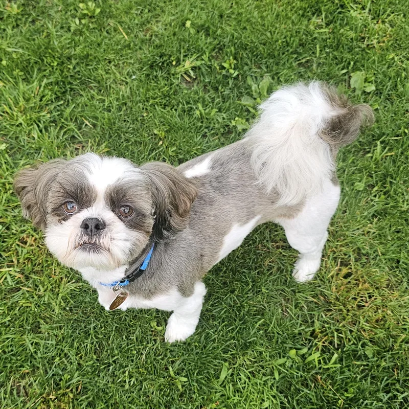 An adult small-sized male White / Cream Shih Tzu dog named Paulie for adoption in Fenton, MI