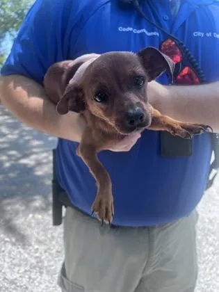 A young small-sized female Chihuahua dog named Hillary Ruff for adoption in Daytona Beach, FL