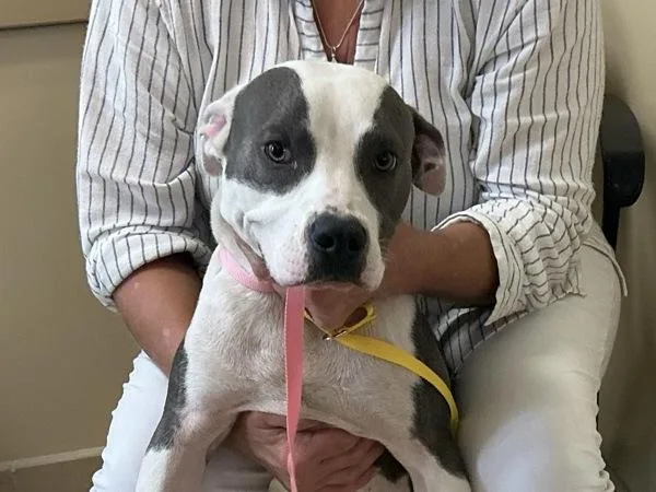 A young small-sized male Pit Bull Terrier dog named Handsome for adoption in Virginia Beach, VA