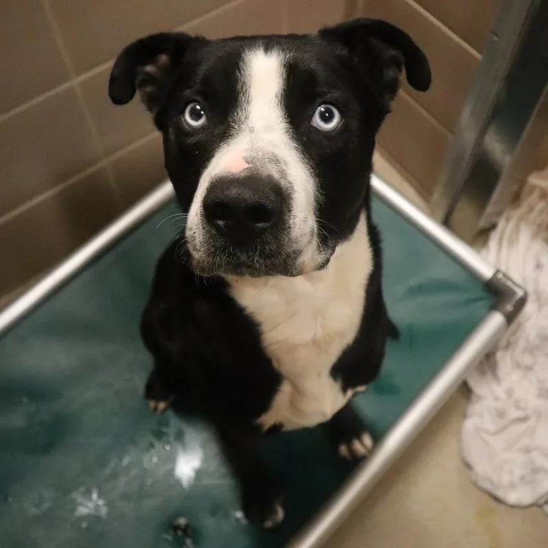 An adult medium-sized male Black Mixed Breed dog named Nash for adoption in Waukesha, WI