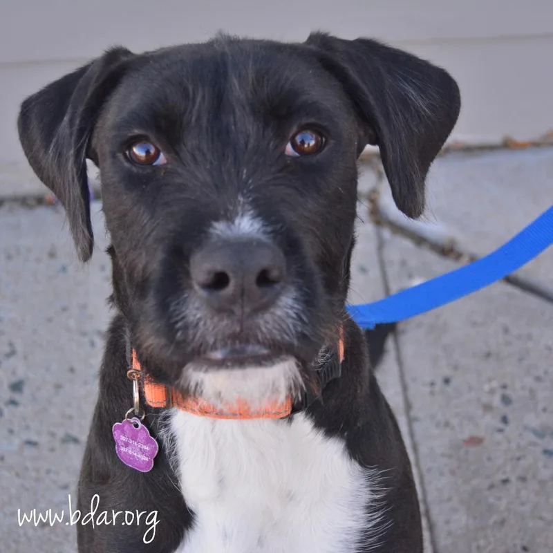 An adult medium-sized male Black German Wirehaired Pointer dog named Jacob for adoption in Cheyenne, WY