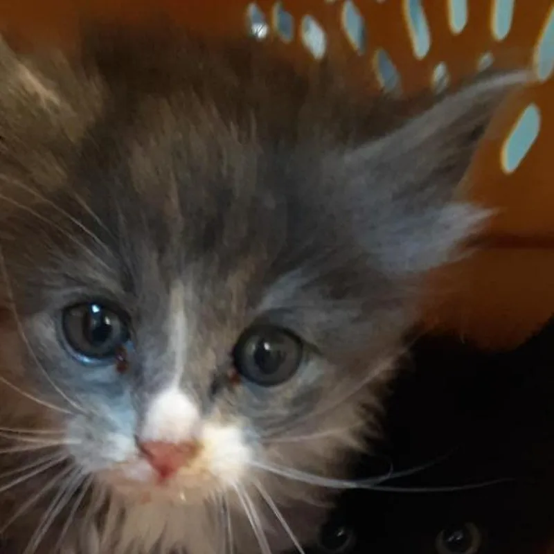An adult medium-sized female Domestic Long Hair cat named Turvy for adoption in Lynchburg, VA