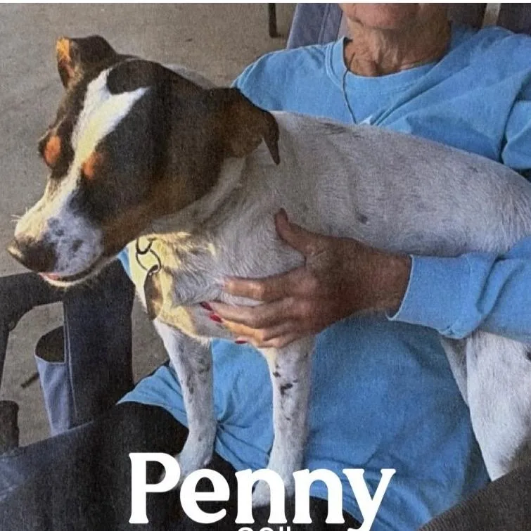 Penny thumbnail 3
