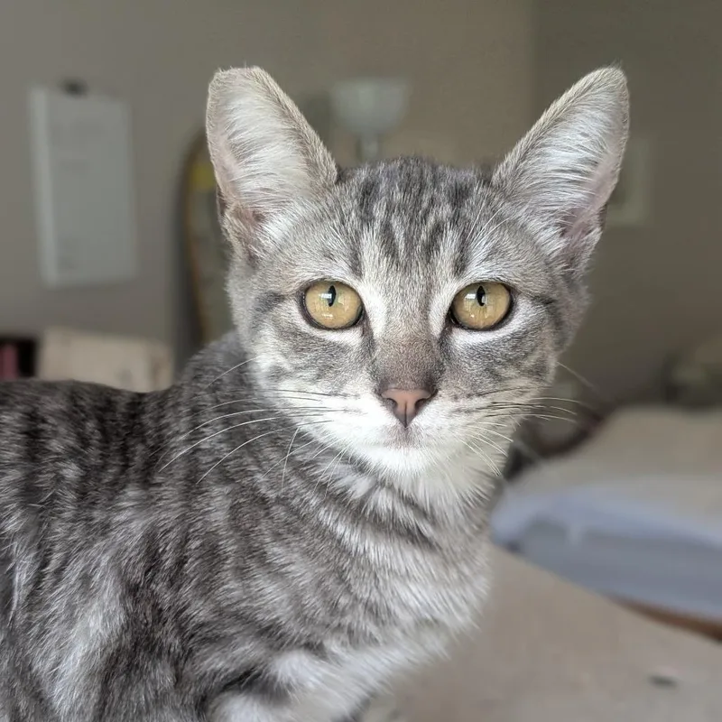A baby small-sized female Gray / Blue / Silver Domestic Short Hair cat named Winnipeg for adoption in Long Beach, CA