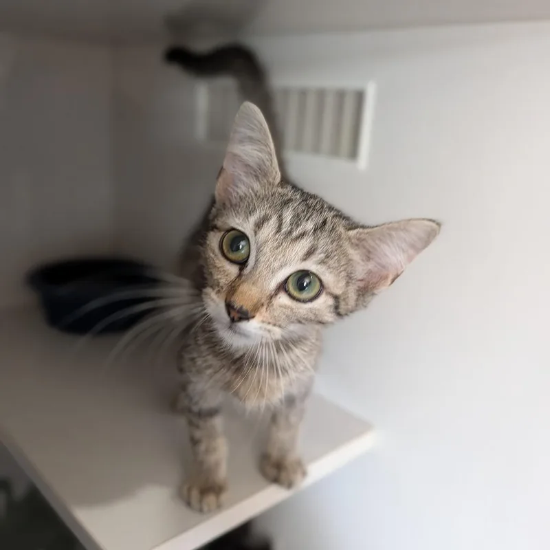A baby medium-sized female Tabby (Buff / Tan / Fawn) Domestic Short Hair cat named Torchic for adoption in Cape Girardeau, MO