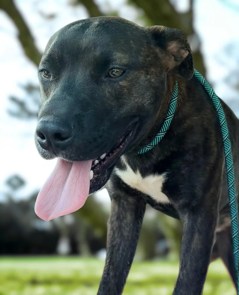 A young medium-sized male Brindle Pit Bull Terrier dog named Buddy for adoption in Seville, OH
