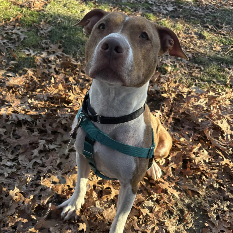 An adult medium-sized female Brindle Pit Bull Terrier dog named Cinnababy for adoption in Eatontown, NJ