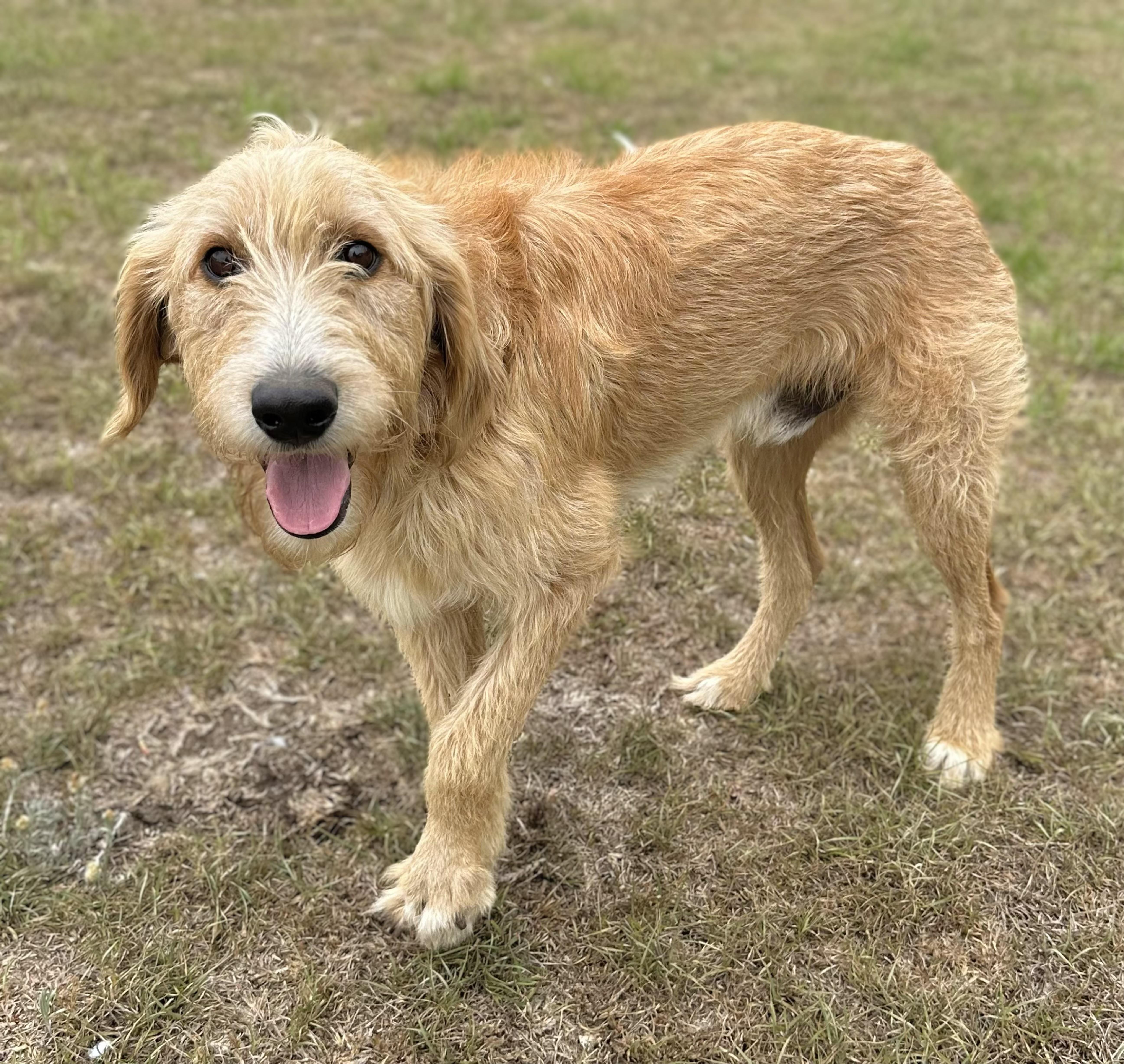 A young medium-sized male Goldendoodle dog named Goose for adoption in Douglas, GA