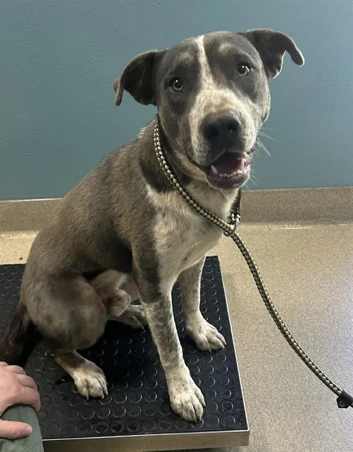 A young large-sized male Pit Bull Terrier dog named Jeeves for adoption in Newton, NC