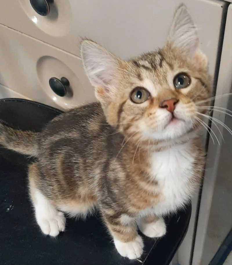 A baby medium-sized female Torbie Domestic Short Hair cat named Jumba for adoption in Georgetown, OH