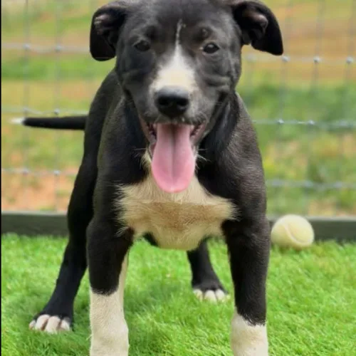 A young medium-sized female Bicolor Mixed Breed dog named Sprite for adoption in Bellmawr, NJ