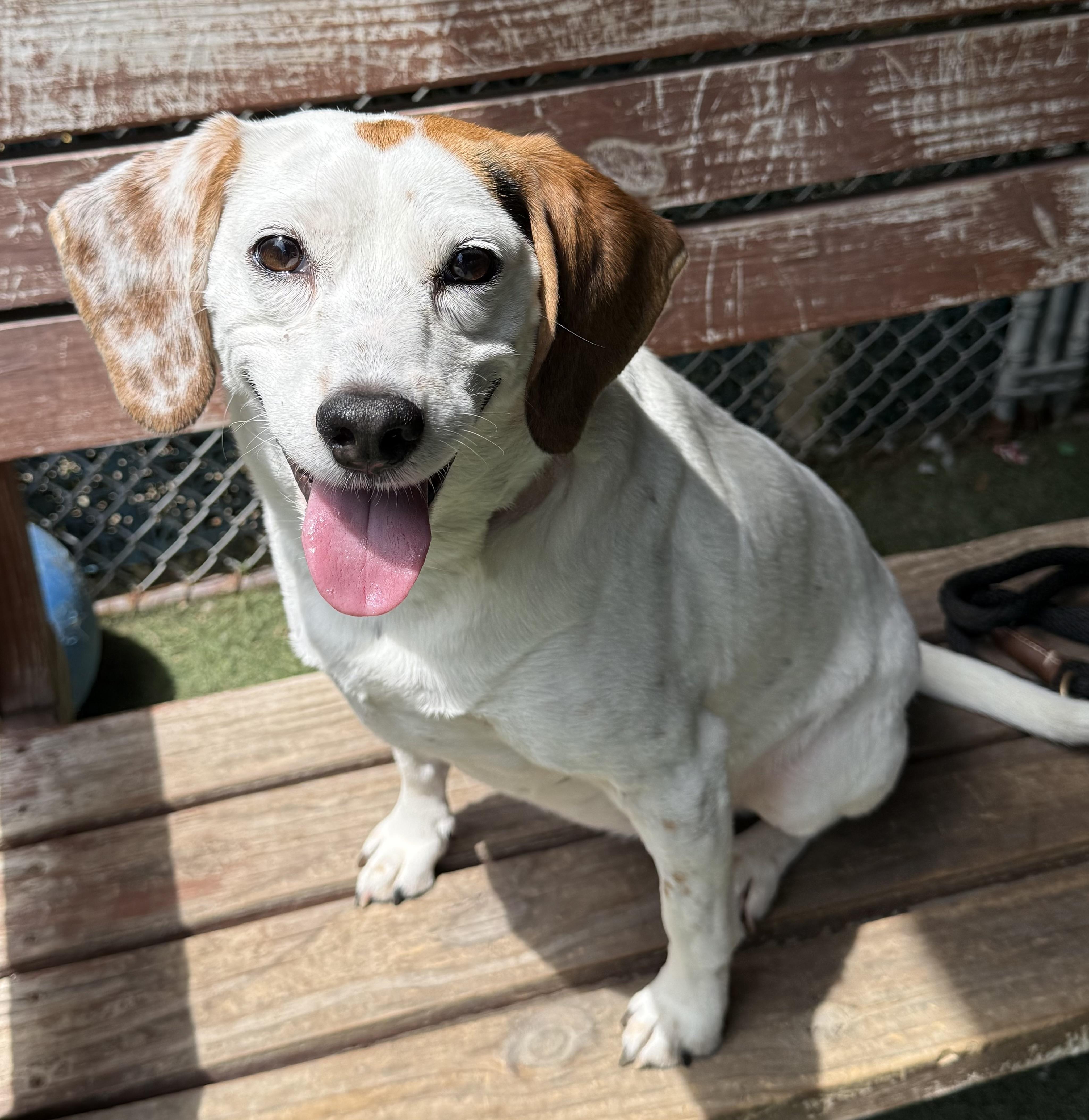 An adult small-sized female White / Cream Beagle dog named Cookie for adoption in Sudbury, MA