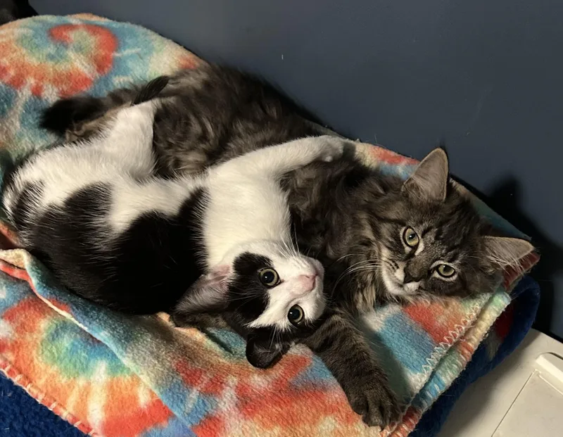 A baby medium-sized female Black & White / Tuxedo Domestic Short Hair cat named Posh for adoption in Springfield, PA