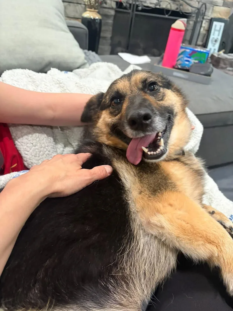 An adult medium-sized female German Shepherd Dog dog named May Fun Sized for adoption in Oakhurst, NJ