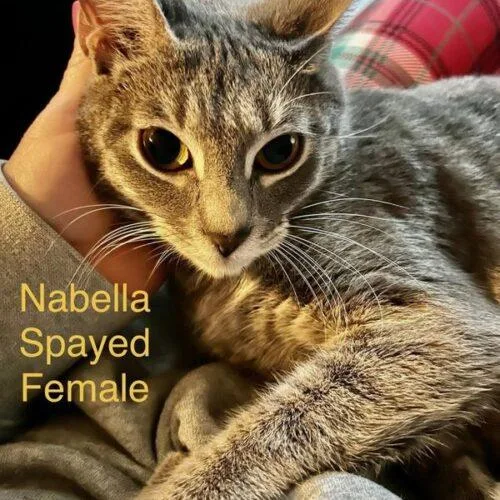 A young medium-sized female Tabby (Gray / Blue / Silver) Domestic Short Hair cat named Nabella for adoption in Tampa, FL
