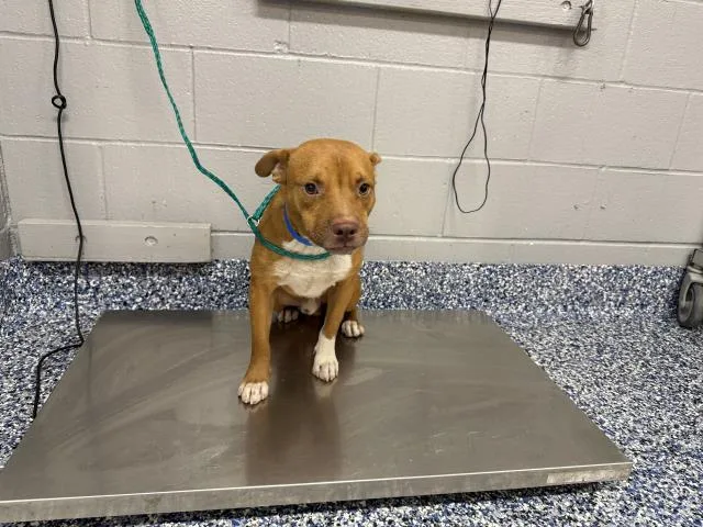 A young medium-sized male Pit Bull Terrier dog named Sam for adoption in Riverside, CA