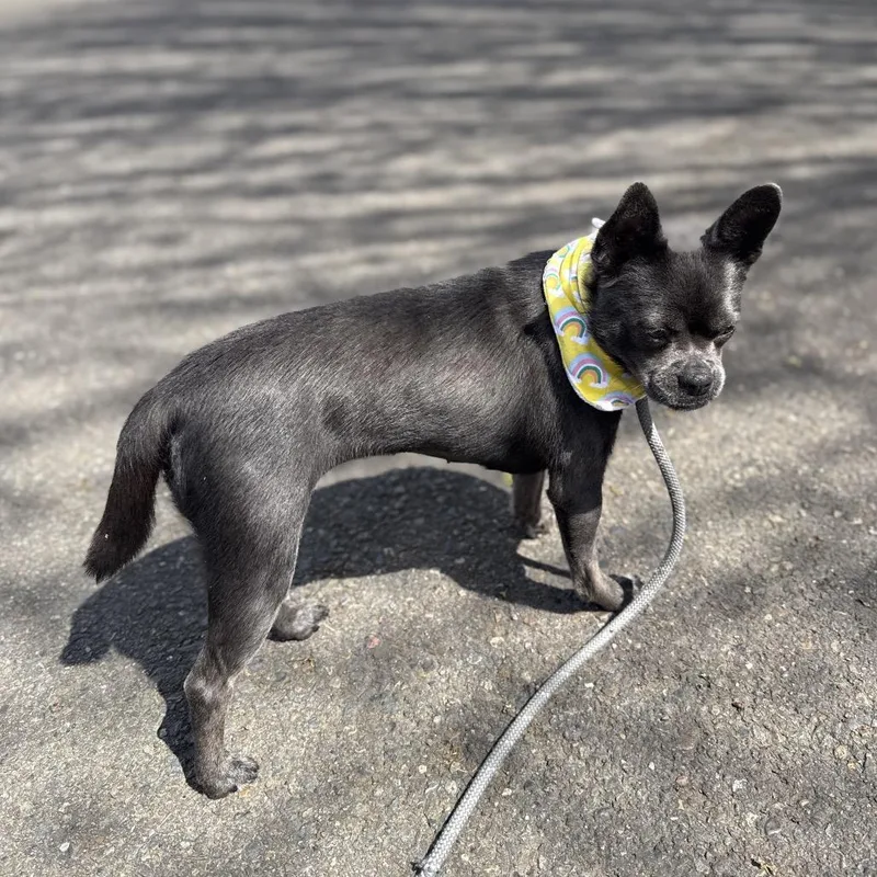 Princesa thumbnail 2