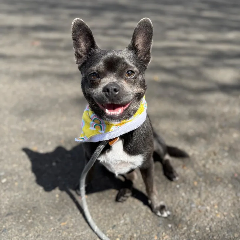 Princesa thumbnail 3