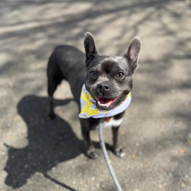 Princesa thumbnail 4