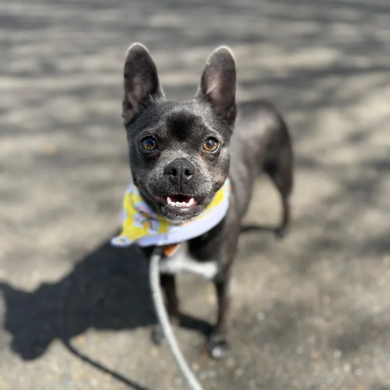 Princesa thumbnail 5